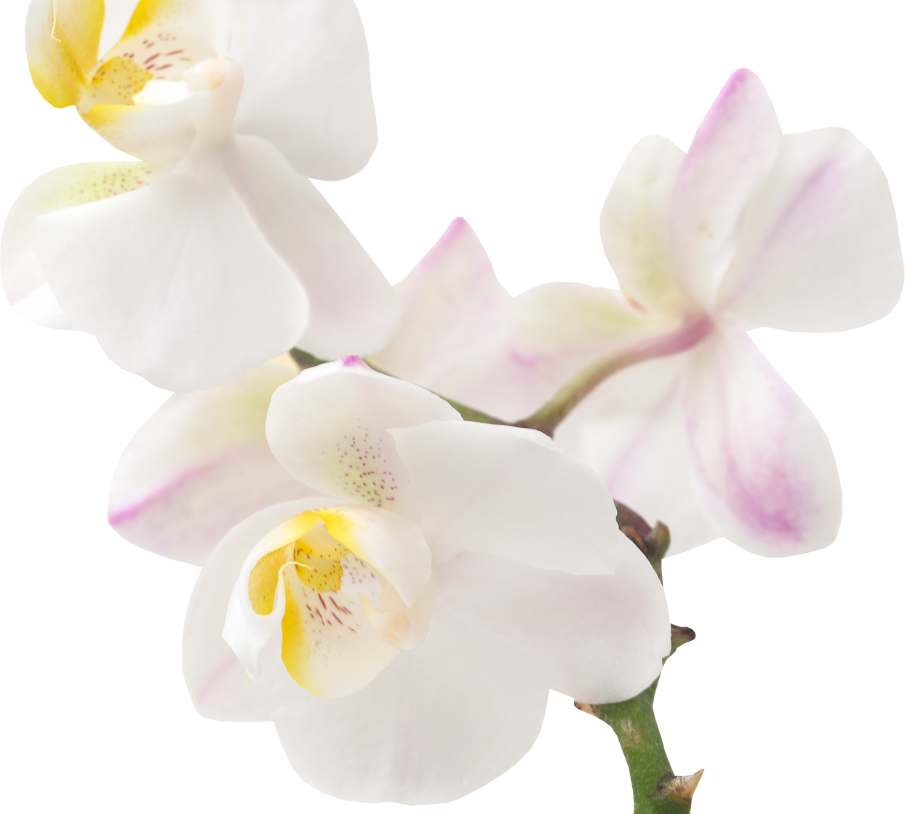 The white-pink Phalaenopsis Orchid