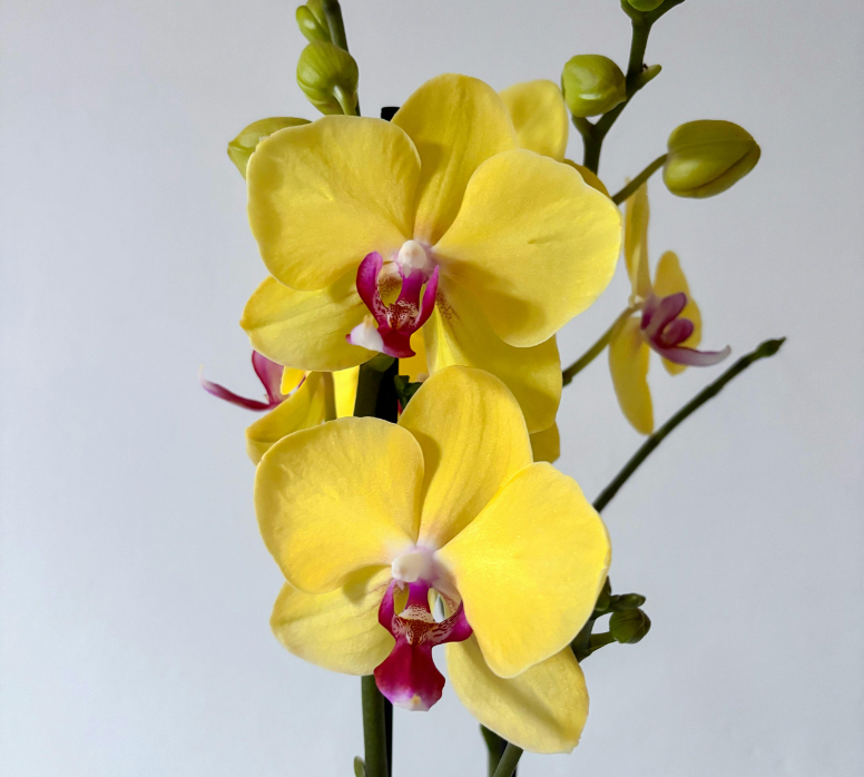 Yellow Phalaenopsis Orchid